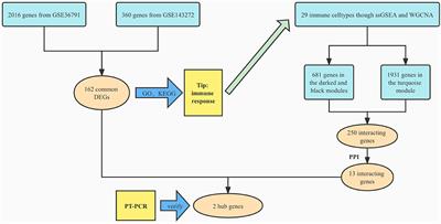 Identification of hub genes significantly linked to subarachnoid hemorrhage and epilepsy via bioinformatics analysis